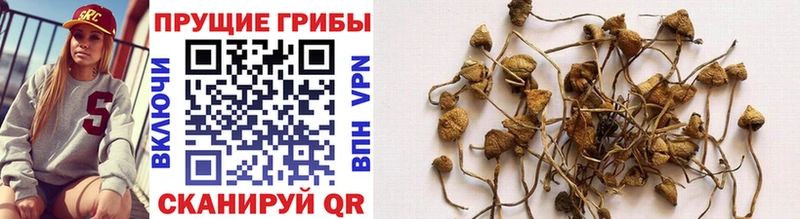 Псилоцибиновые грибы Psilocybe  Купить где  Буй 